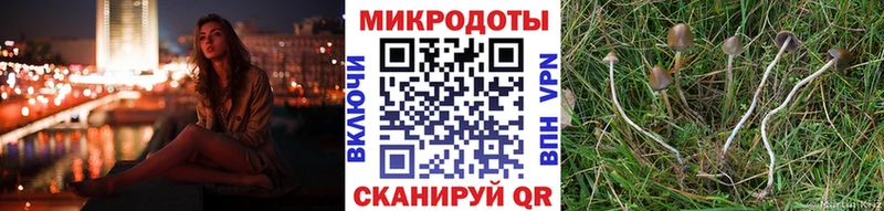Галлюциногенные грибы Psilocybe  Новая Усмань 
